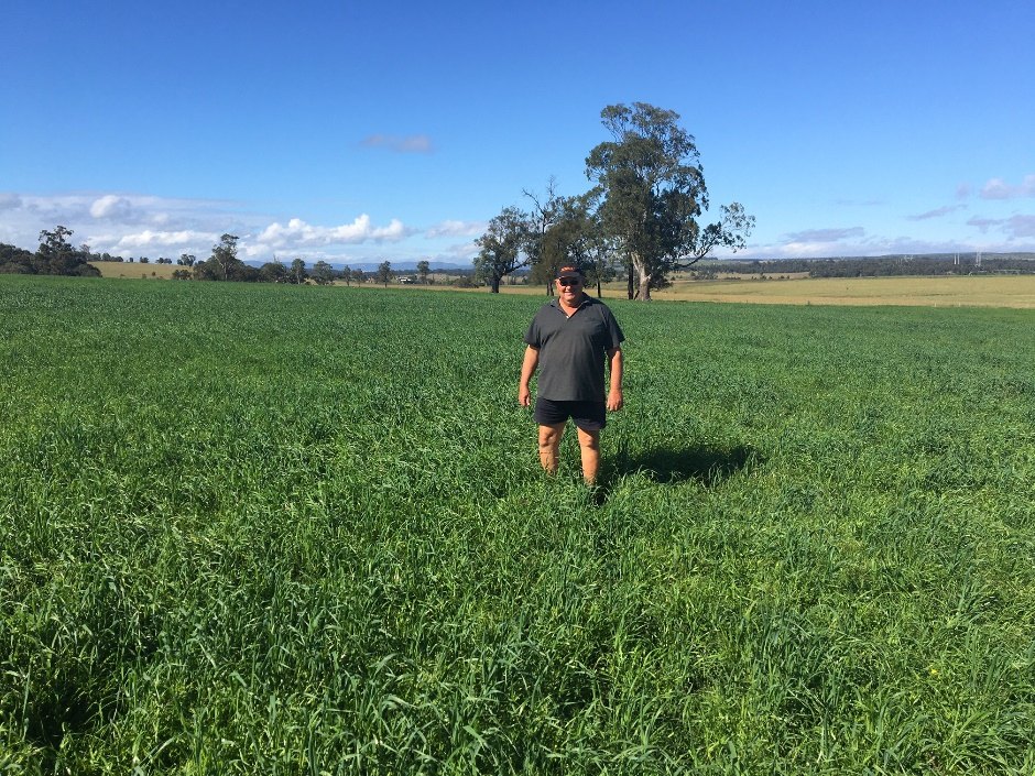 Healthy pasture rehabilitated using biosolids in the NSW Hunter Valley